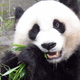 This panda prefers the vegetarian option.